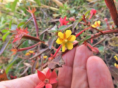 Ludwigia leptocarpa, photographed by Annika Lindqvist