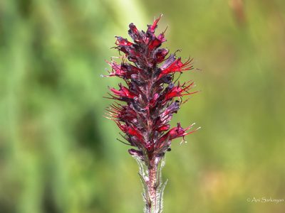 Pontechium maculatum, photographed by Ani Sarkisyan