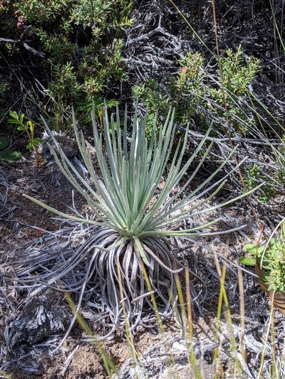 Argyroxiphium kauense, photographed by David Anderson