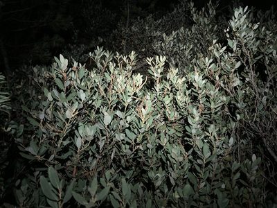 Chrysolepis sempervirens, photographed by Caleb Catto