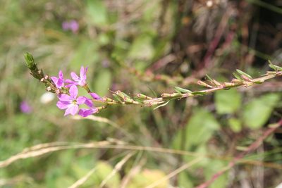 Lythrum junceum, photographed by Edmundas Greimas