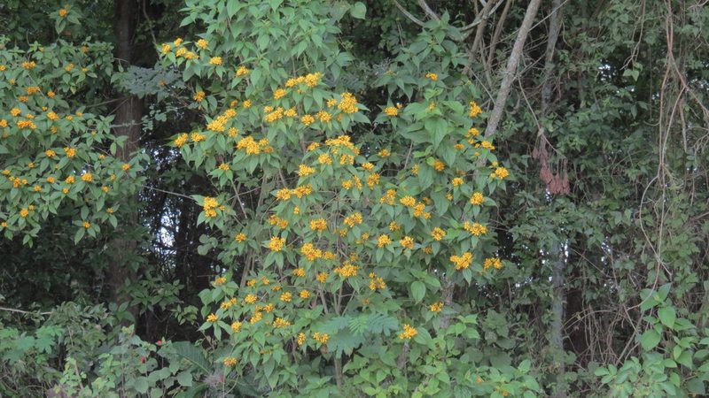 Lasianthaea fruticosa, photographed by maryury