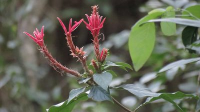 Aphelandra scabra, photographed by maryury