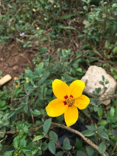 Bidens bicolor, photographed by Dairon Cuevas Riveras