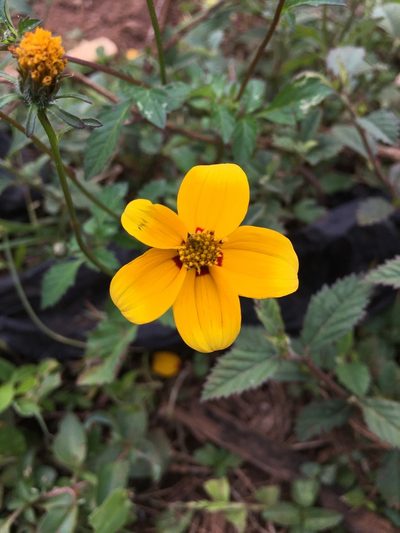 Bidens bicolor, photographed by Dairon Cuevas Riveras