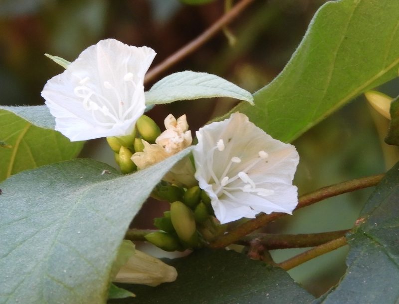 Jacquemontia nodiflora, photographed by Francisco Farriols Sarabia