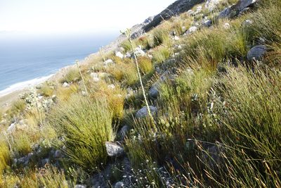 Thesium euphorbioides, photographed by Tony Rebelo