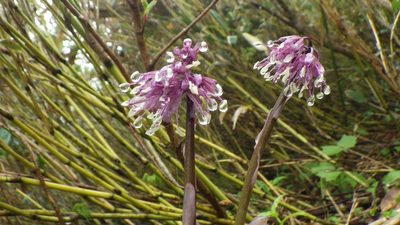 Helonias orientalis, photographed by Yoshimasa Uchiyama