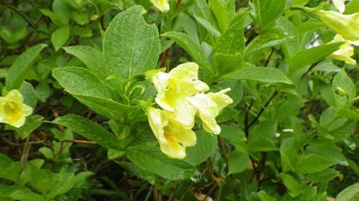 Weigela middendorffiana, photographed by Yoshimasa Uchiyama