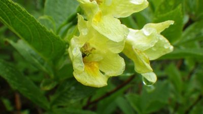 Weigela middendorffiana, photographed by Yoshimasa Uchiyama