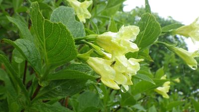 Weigela middendorffiana, photographed by Yoshimasa Uchiyama