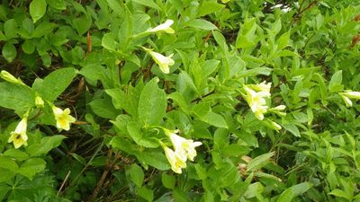 Weigela middendorffiana, photographed by Yoshimasa Uchiyama