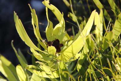 Leucadendron microcephalum, photographed by Tony Rebelo