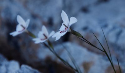Gladiolus debilis, photographed by Tony Rebelo