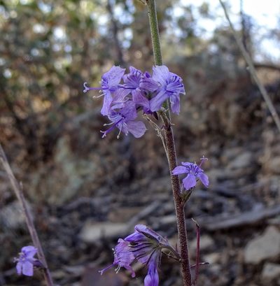 Ipomopsis macombii, photographed by Andrew Tree