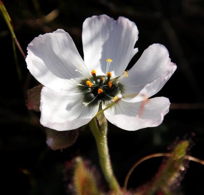 Drosera cistiflora, photographed by Tony Rebelo