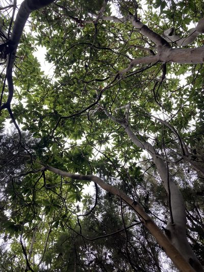 Arbutus canariensis, photographed by John Kenrick Gibson
