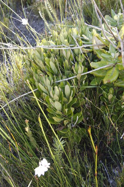 Capelio caledonica, photographed by Tony Rebelo