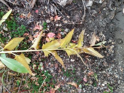 Senecio triangularis, photographed by John Powers
