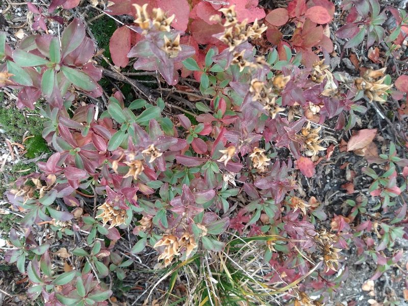 Penstemon ellipticus, photographed by John Powers