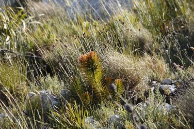 Retzia capensis, photographed by Tony Rebelo