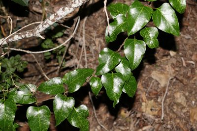 Parsonsia longipetiolata, photographed by Greg Tasney
