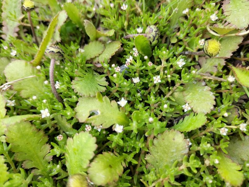 Crassula sinclairii, photographed by Colin Meurk