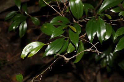 Cryptocarya laevigata, photographed by Greg Tasney