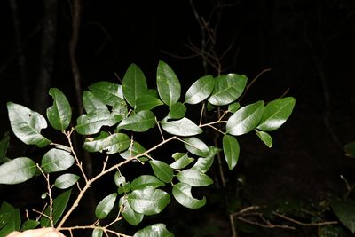 Cleistanthus cunninghamii, photographed by Greg Tasney