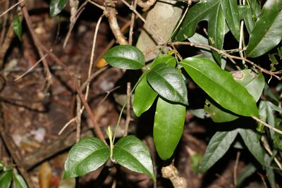 Gynochthodes canthoides, photographed by Greg Tasney