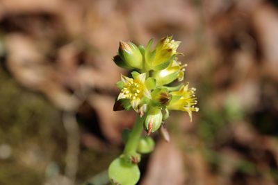 Lenophyllum texanum, photographed by Dakota Parish