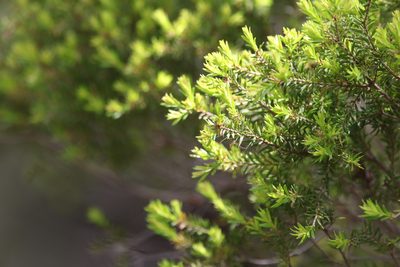 Melaleuca sieberi, photographed by Greg Tasney