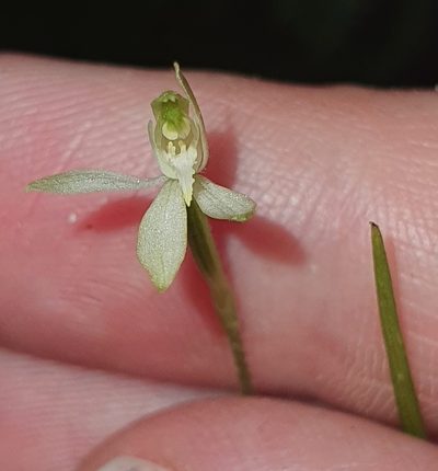 Caladenia nothofageti, photographed by Katie Jenkins