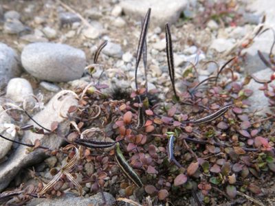 Epilobium microphyllum, photographed by John Barkla