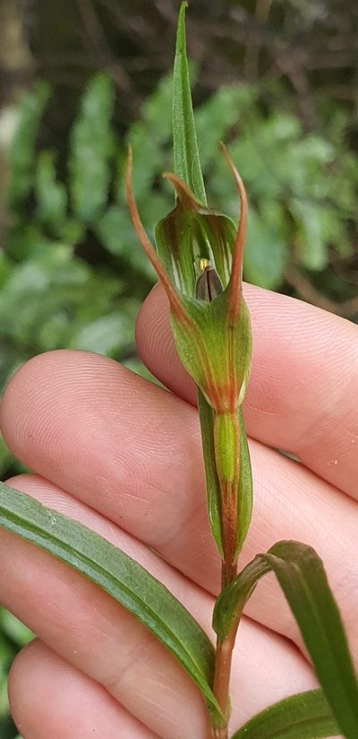 Pterostylis irwinii, photographed by Katie Jenkins