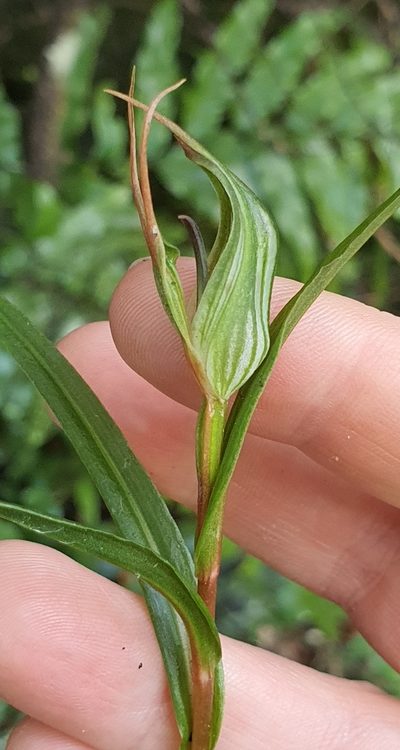Pterostylis irwinii, photographed by Katie Jenkins