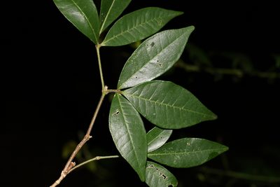 Bouchardatia neurococca, photographed by Greg Tasney