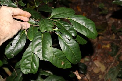 Diospyros fasciculosa, photographed by Greg Tasney