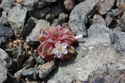 Claytonia saxosa, photographed by marek