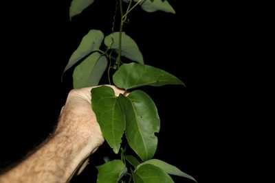 Nothoalsomitra suberosa, photographed by Greg Tasney