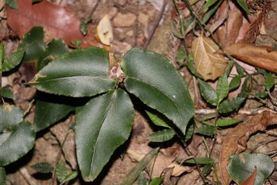 Pellaea paradoxa, photographed by Greg Tasney