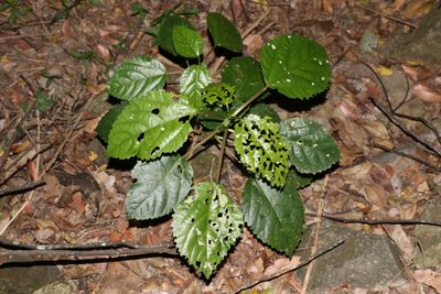 Dendrocnide photiniphylla, photographed by Greg Tasney
