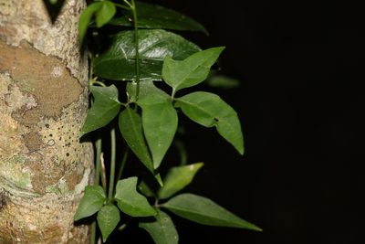 Nothoalsomitra suberosa, photographed by Greg Tasney