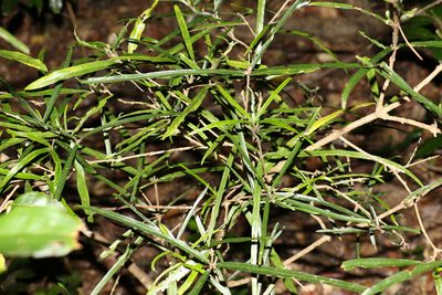 Atractocarpus chartaceus, photographed by Greg Tasney