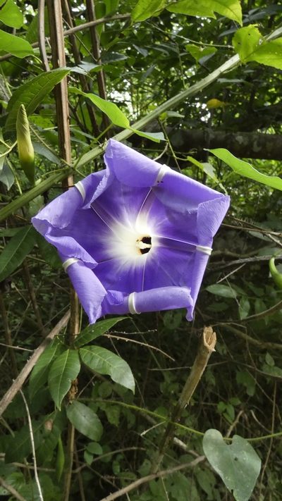 Ipomoea clavata, photographed by Ben Costamagna