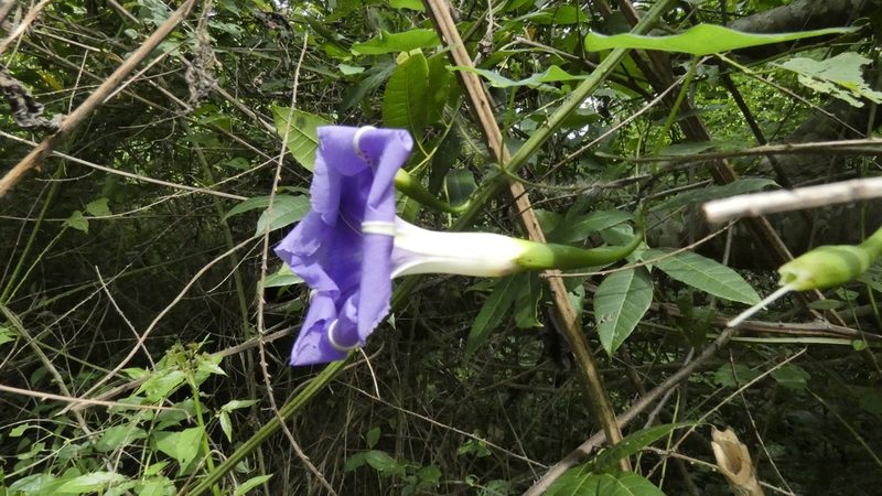Ipomoea clavata, photographed by Ben Costamagna
