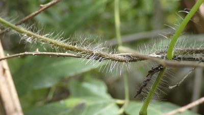 Ipomoea clavata, photographed by Ben Costamagna