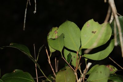 Rhodamnia dumicola, photographed by Greg Tasney