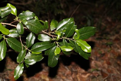 Casearia multinervosa, photographed by Greg Tasney