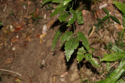Nothoalsomitra suberosa, photographed by Greg Tasney